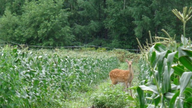 農産物情報　2019年8月6日